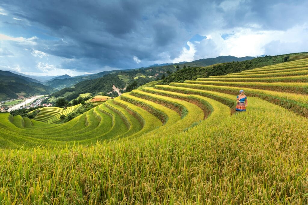 Systèmes des cultures agricoles