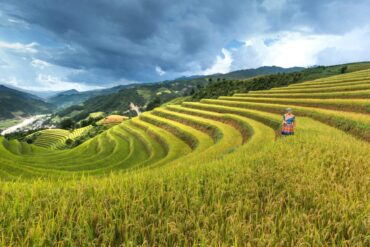 Effet de gel sur les plantes : symptômes et protection.