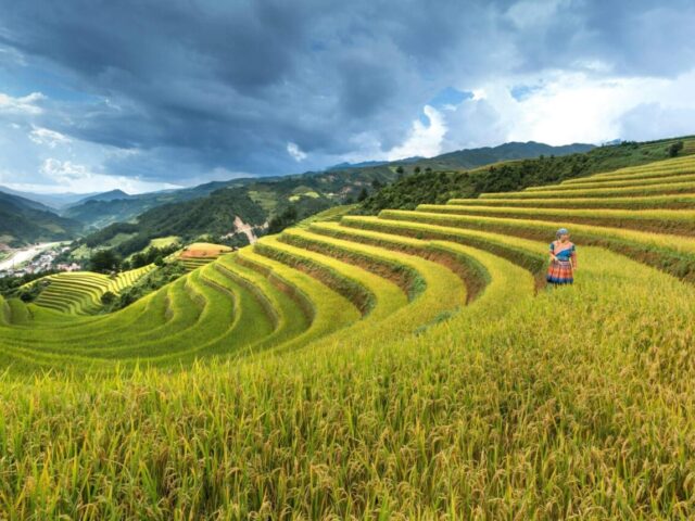 Systèmes des cultures agricoles