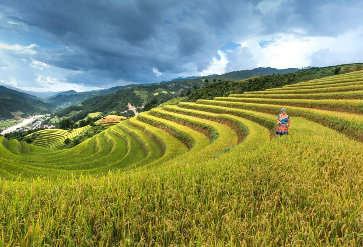 Systèmes des cultures agricoles