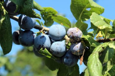 Moniliose aux jardins : 3 méthodes de lutte efficaces.