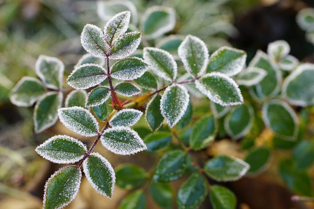 Plantes sensibles au froid
