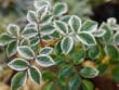 Plantes sensibles au froid