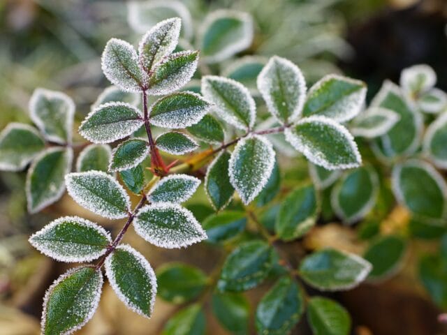 Plantes sensibles au froid