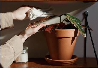 Plantes d'intérieur