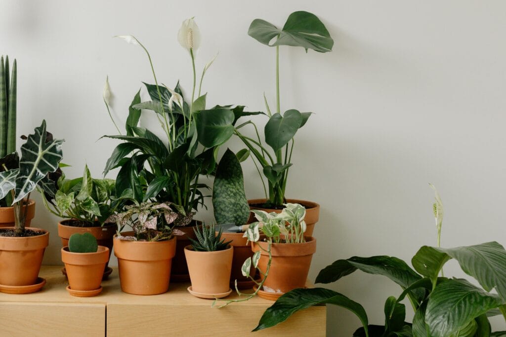 Plantes d'intérieur