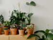 Plantes d'intérieur