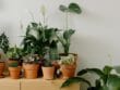 Plantes d'intérieur
