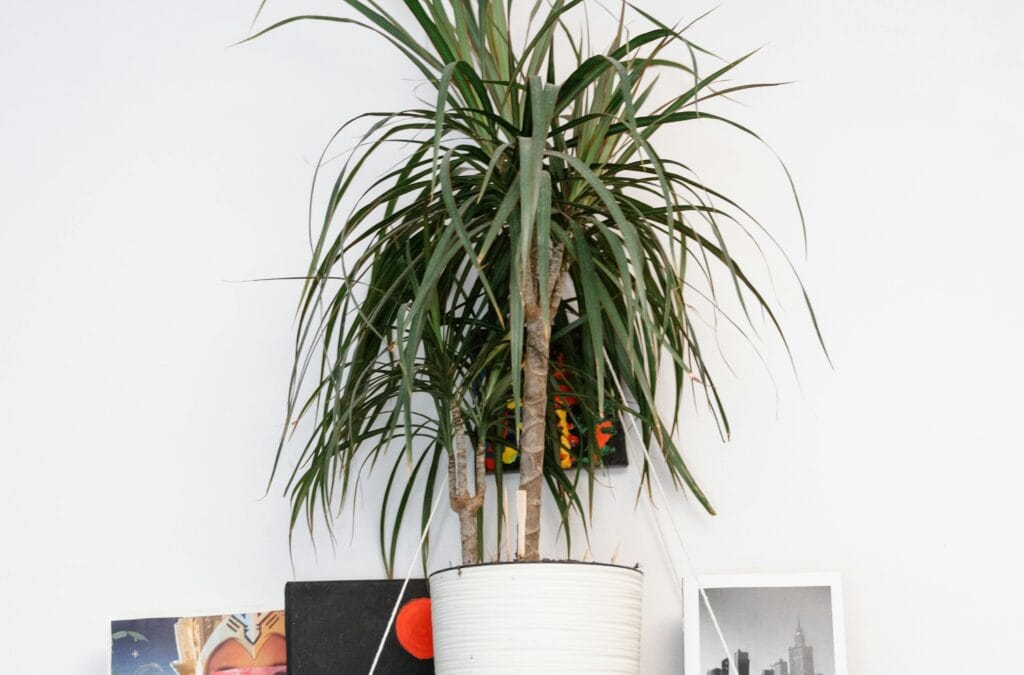 Plantes d'intérieur