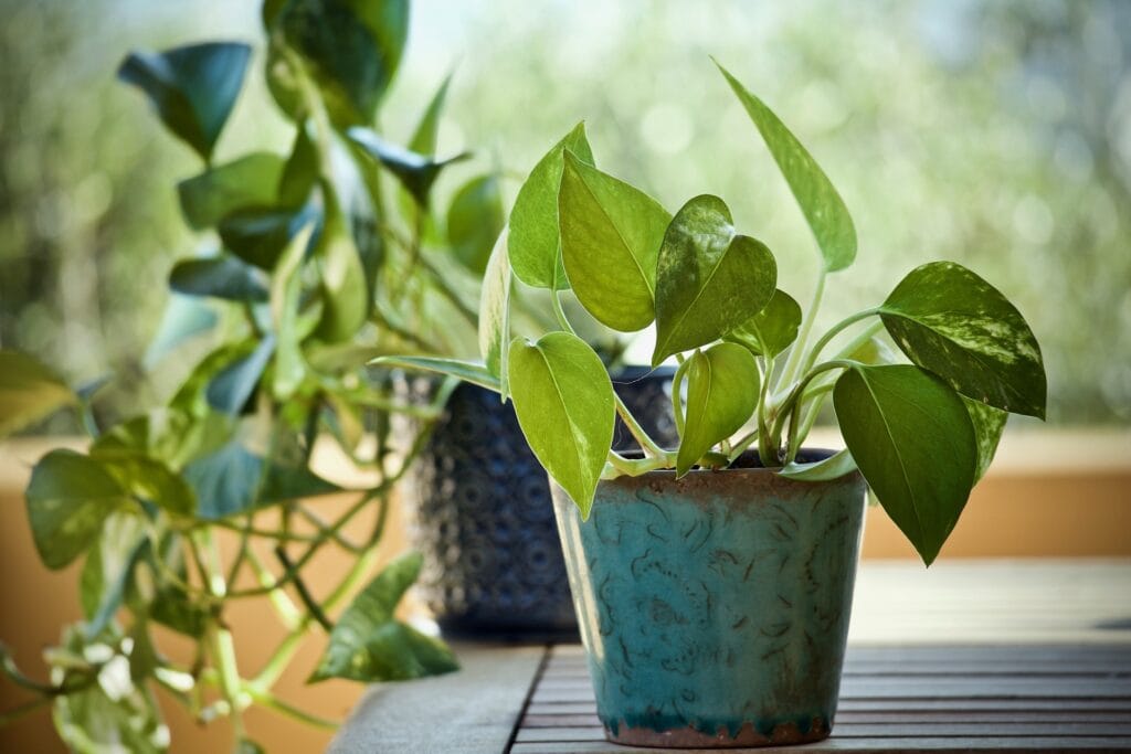 Plantes d'intérieur
