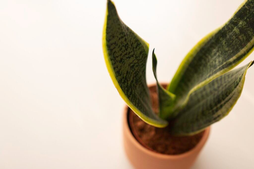 Plantes d'intérieur
