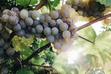 Moniliose aux jardins : 3 méthodes de lutte efficaces.