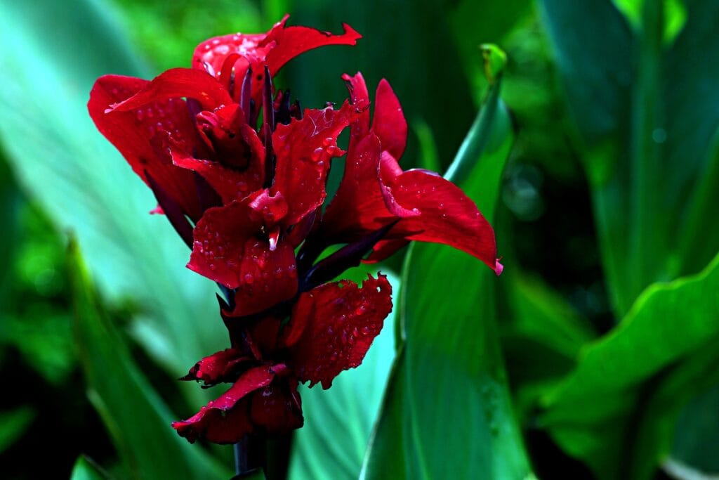 Plantes sensibles au froid