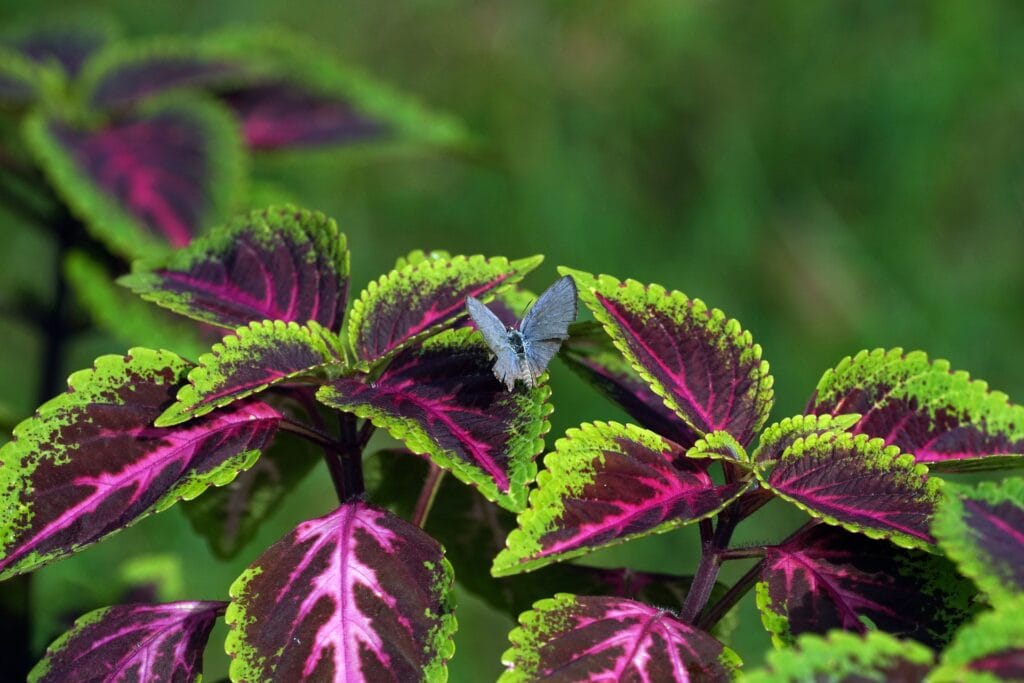 Plantes sensibles au froid