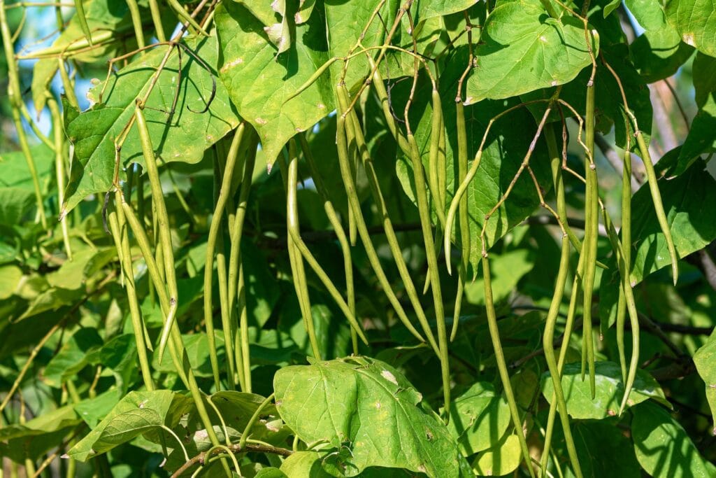 Anthracnose