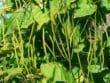 Anthracnose