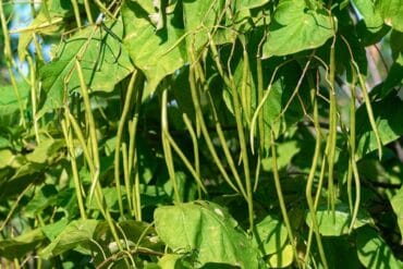 Pourriture grise aux jardins : 3 moyens de lutte efficaces.