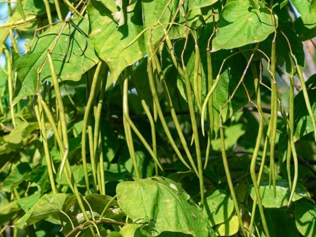 Anthracnose