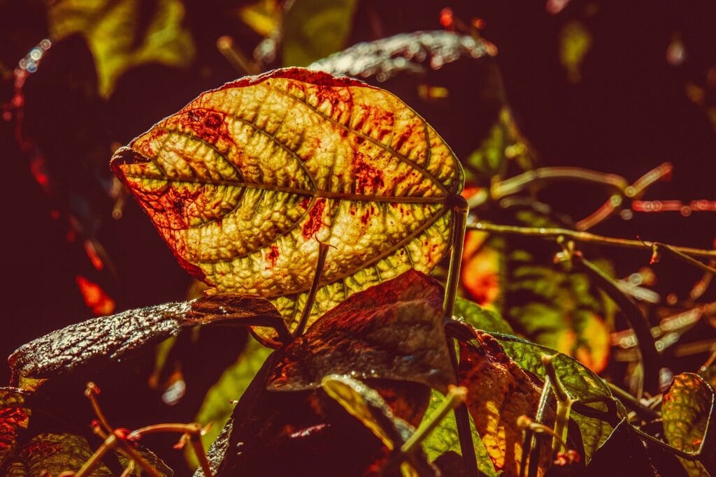 Anthracnose aux jardins