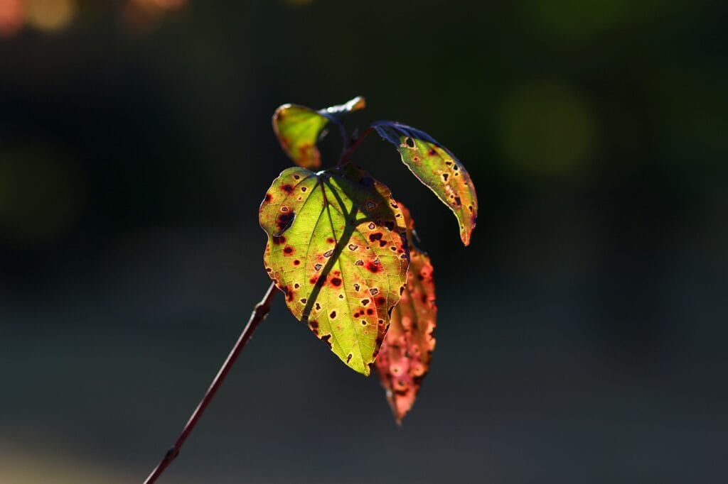 Anthracnose aux jardins