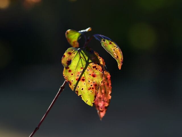 Anthracnose aux jardins