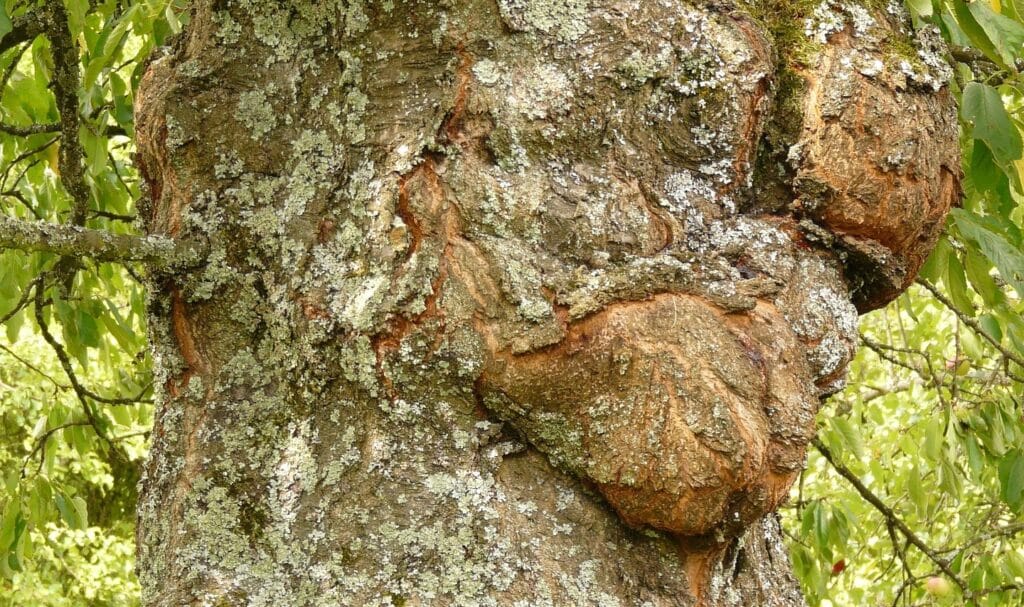 Chancre aux jardins