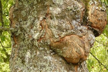 Chancre des cultures végétales : 3 moyens de lutte efficaces