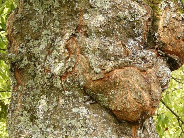 Chancre aux jardins
