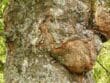 Chancre aux jardins