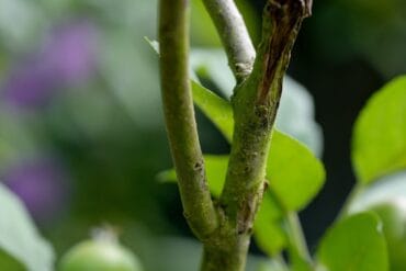 Chancre aux jardins d&rsquo;ornement : 3 moyens de lutte efficaces