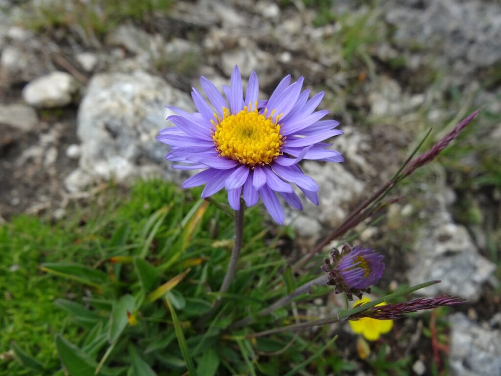 Fusariose aux jardins