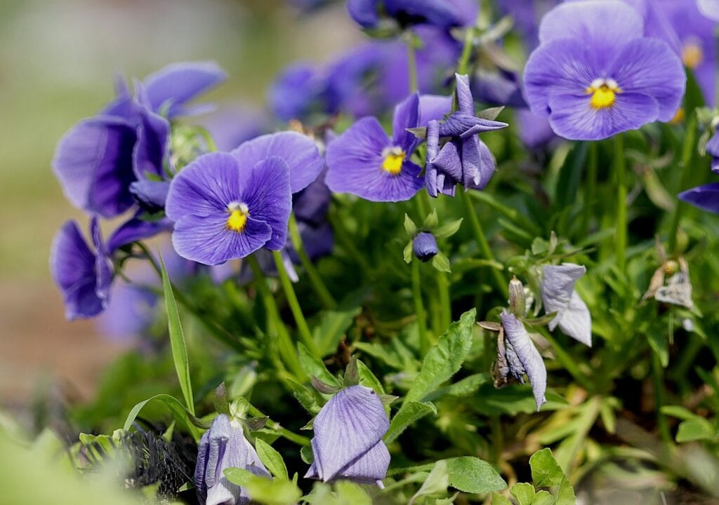 Fusariose aux jardins