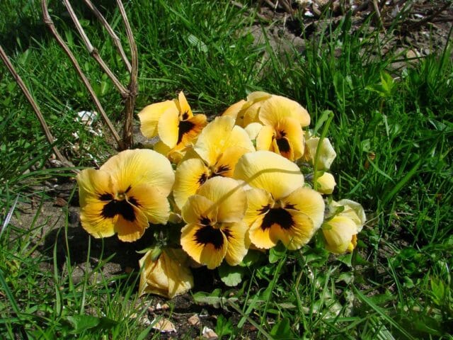 Fusariose aux jardins
