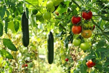 Fusariose aux jardins : 3 moyens de lutte efficaces.
