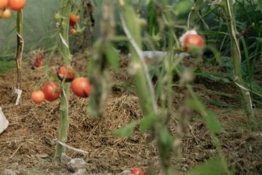 Fusariose aux jardins : Présentation de la maladie et lutte.