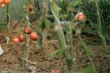 Fusariose aux jardins : 3 moyens de lutte efficaces.