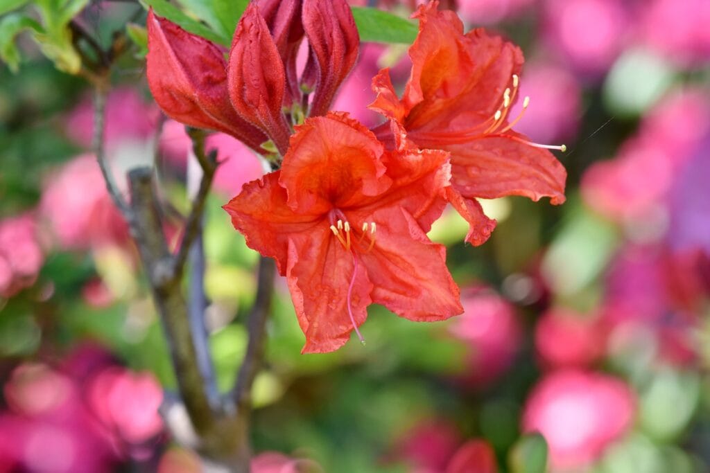 Pourriture du collet aux jardins