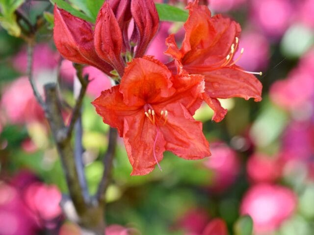 Pourriture du collet aux jardins