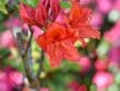 Pourriture du collet aux jardins