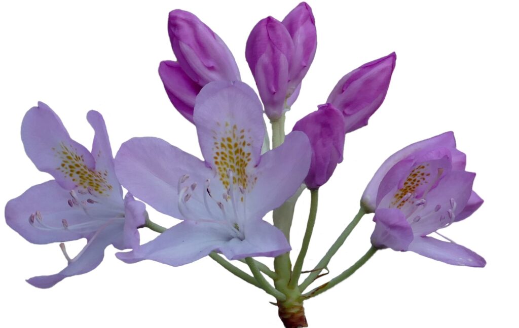 Pourriture du collet aux jardins