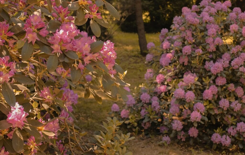 Pourriture du collet aux jardins