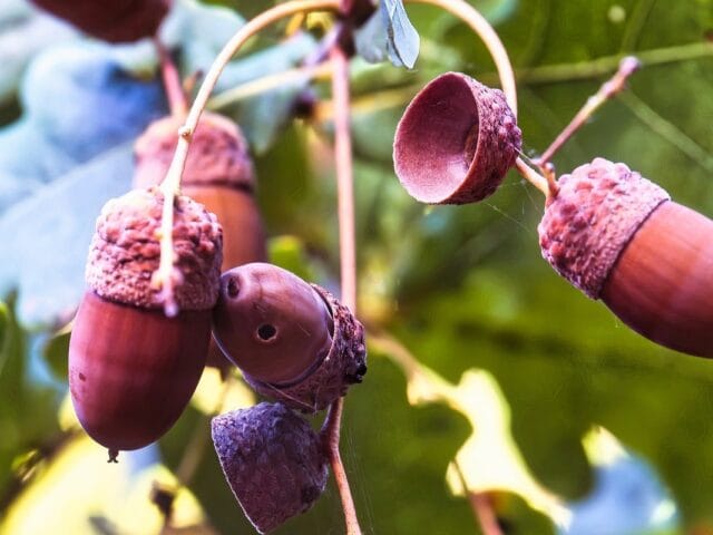 Carpocapses aux jardins