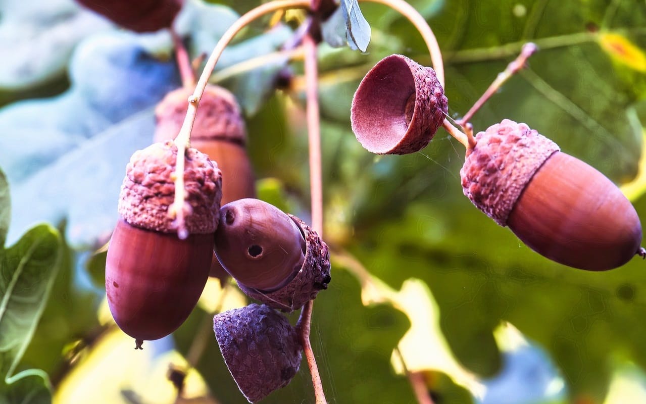 Carpocapses aux jardins