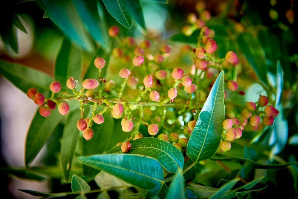 Cloque des plantes