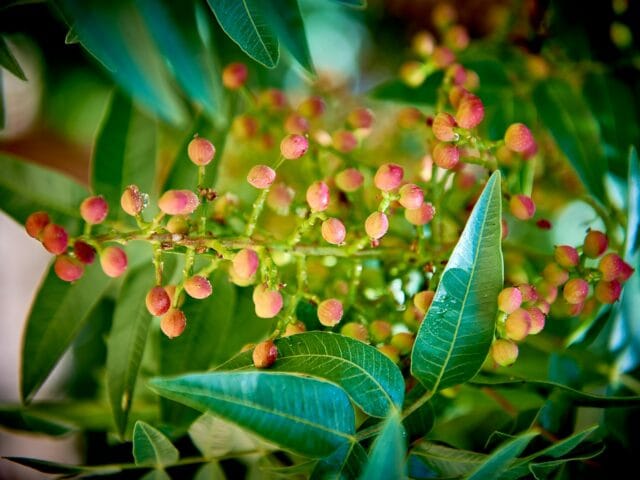 Cloque des plantes