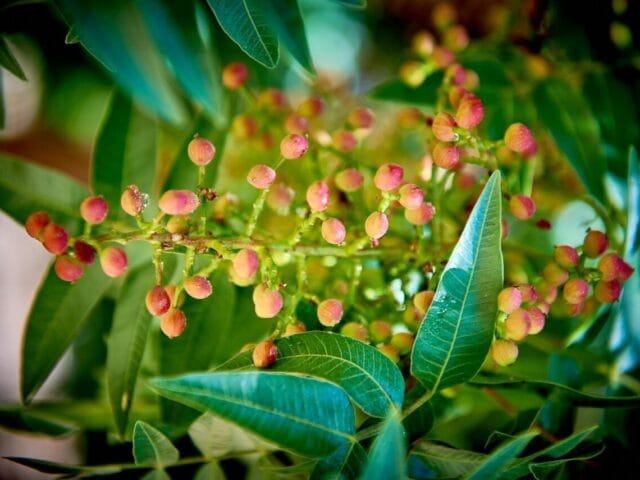 Cloque des plantes