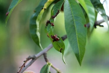Cloque des plantes : Présentation de la maladie et lutte.