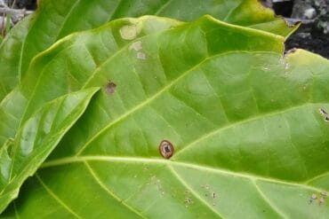 Maladie criblée des cultures : Symptômes et lutte.