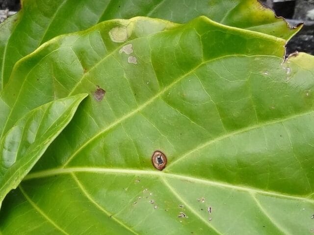 Maladie criblée aux jardins