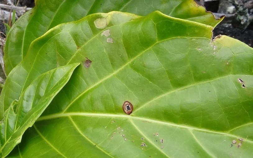 Maladie criblée aux jardins